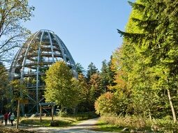 Baumwipfelpfad im Bayerischen Wald Blick zum Baumwipfelpfad im Nationalpark Bayerischer Wald mit vielen grünen Bäumen