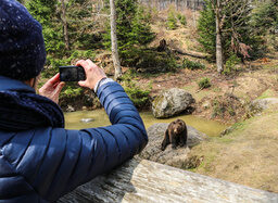 Mann fotografiert einen Bären im Nationalpark Bayerischer Wald